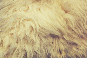 Sheep skin structure.Close up of sheep fur.
