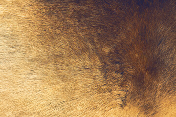Reindeer fur background texture.Animal skin.