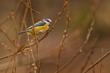 Blaumeise im Ast