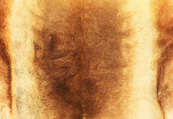 Fototapeta premium Reindeer fur background texture.Animal skin.