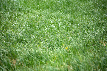 green summer grass in the wind in the daytime, selective focus