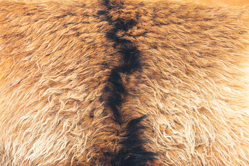 Goat fur structure.Close up of brown goat hair.