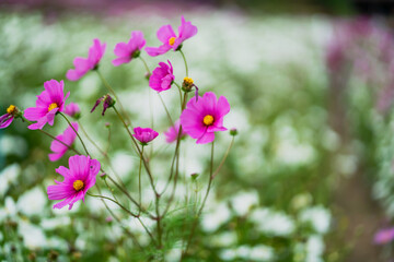 Fototapeta premium Flowers in an Asian farmer's garden plot