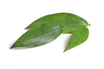 Close up Bamboo leaves isolated on white background. The side of many beautiful green leaves.