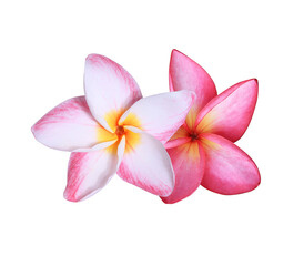 Obraz na płótnie Canvas Plumeria or Frangipani or Temple tree flower. Close up red-pink plumeria flowers bouquet isolated on white background.