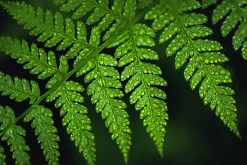 fern leaf with water droplets close up