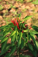 畑で栽培する鷹の爪（唐辛子）