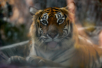 Face portrait of Siberian tiger