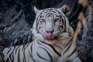 Fototapeta na wymiar Portrait of white tiger sitting on the rock.