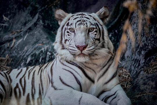 Portrait of white tiger sitting on the rock.
