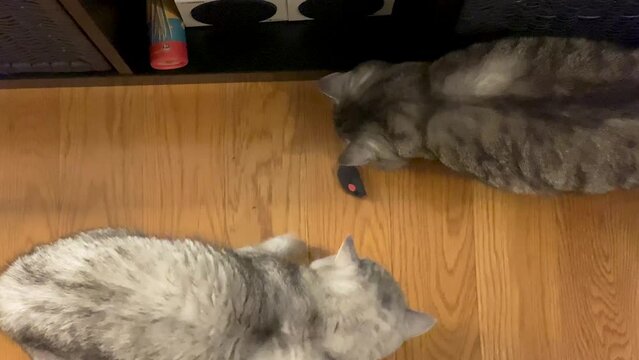 couple Cute cats playing with a toy mouse together. Persian cat or Persian cat,
