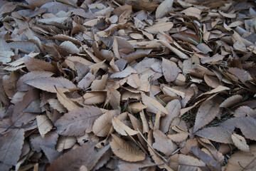枯葉