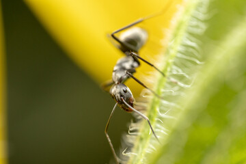 Studying different animals in science lab.