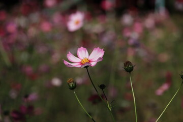 コスモス畑の風景