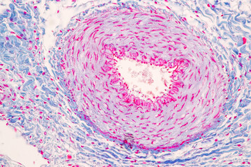 Characteristics Tissue of Olfactory epithelium Human under the microscope in Lab.