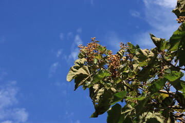 キリ(桐）の実と青空の風景