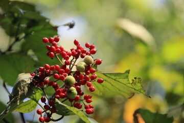 ガマズミの赤い実