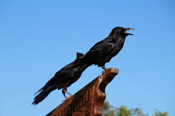ravens on a branch
