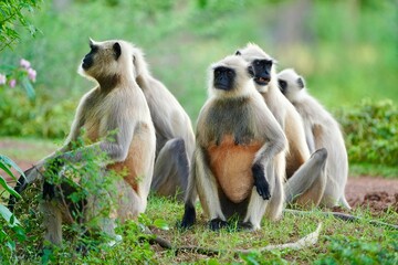 Black face Indian Monkeys or Hanuman langurs or indian langur or monkey family or group during...