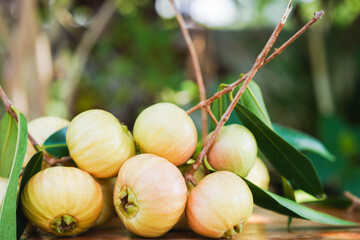 Syzygium jambos (L.) Alston. Rose apple on wooden table. The fruit is sweet and crispy with a unique aroma.