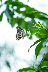 Obraz premium Close up Macro image of a beautiful monarch butterfly siting on leaf with blurred background, beautiful butterfly sitting on leaf of a plant or tree, Butterfly, insect, beauty, nature, colorful