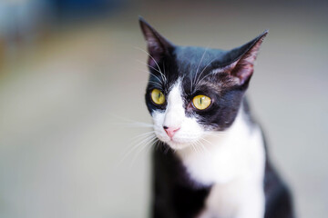 Close-up Black and white thai breed cat on blurred background.
