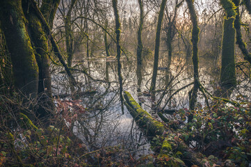 morning in the forest