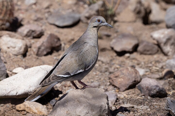 Common Dove 