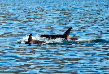 Mother killer whale orca with baby calf in Resurrection Bay in Kenai Fjords National Park in Seward Alaska United States