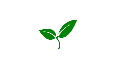 Fototapeta na wymiar green sprout on white