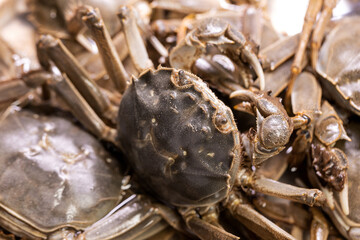 Fresh, delicious crab in the pool
