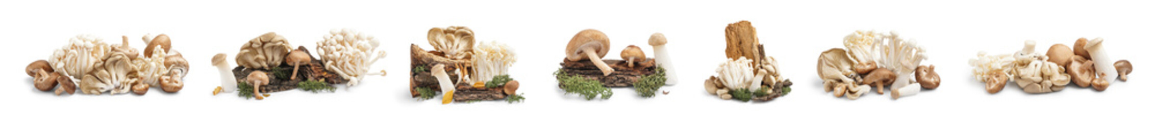 Collection of different fresh mushrooms on white background