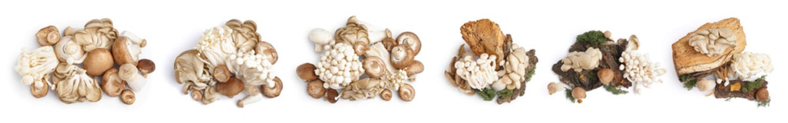 Collage of different fresh mushrooms on white background