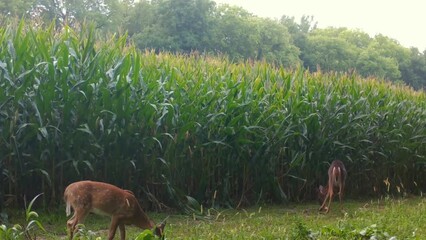 Two Whitetail deer, fawn and doe, cautiously munching on grass near a cornfield in the upper Midwest in the early Autumn; concepts of wildlife management, game camera and hunting
