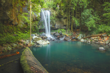 Scenic tropical waterfall and natural pool lagoon at the rainforest walk Curtis Falls at Tamborine Mountain, Queensland, Australia.