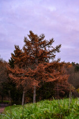Fototapeta premium Herbstlicher Baum im Sonnenuntergang in einm Park