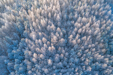 Aerial photo of winter forest surrounded by birch forest. Drone shot of trees covered with hoarfrost and snow. Natural winter background