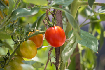 Small tomatoes grown in the orchard