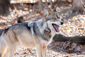 Mexican Wolf  Portrait With Open Mouth And Sharp Teeth Walking In The Woods