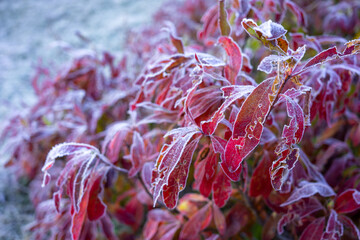 Close up of white frost on red leaves. It's a freezing cold morning and the plants have been pruned