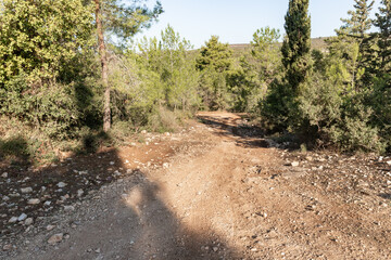 Forest  trail passing through the Carmel forest near Haifa city in northern Israel