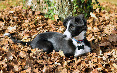 Naklejka na ściany i meble Cute portrait of a young border collie playing in the fallen leaves in autumn
