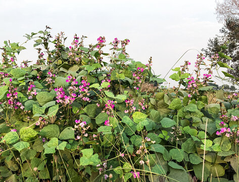 Bean flowers in the garden.Purpel color of bean flower on green leaf background.Beautiful Vegetable flowers.