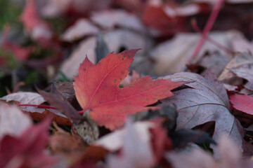Colorfull tree leaves on the ground in november