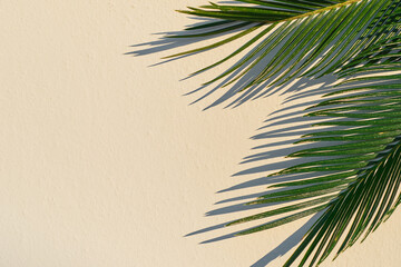 Palm leaves and leaf shadow on a beige wall. with copy space, idea for background