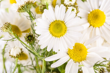 fresh white daisy flowers as background