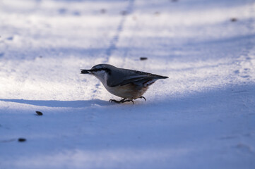 a bird sitting in the snow