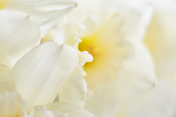 Naklejka na ściany i meble Abstract macro photo of daffodil flower. Yellow daffodil petal close up