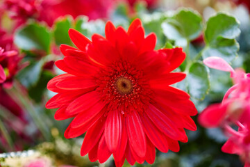 Red Gerbera flower blooming in the garden
