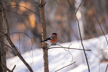 a red bullfinch bird is sitting on a branch